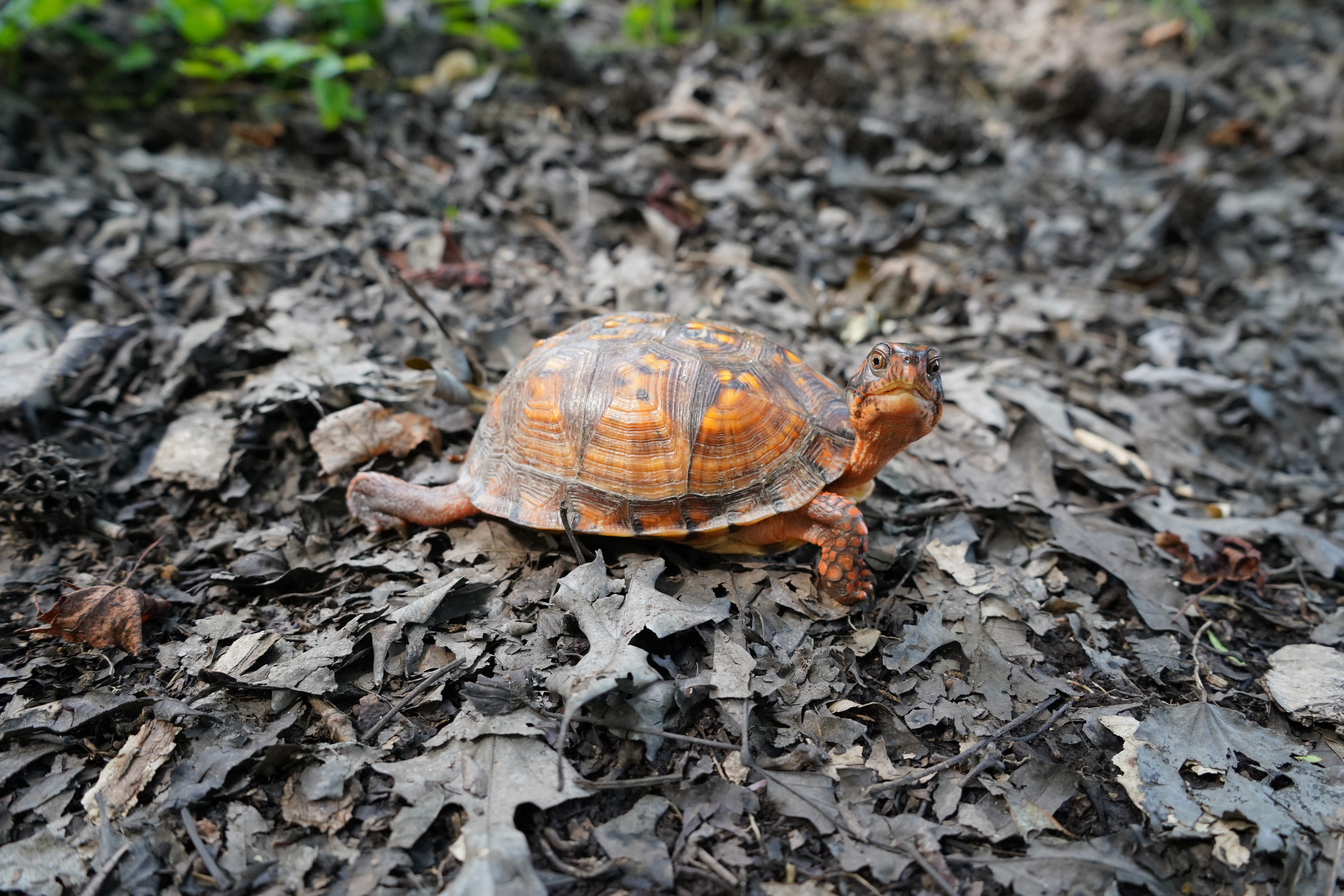 Eastern box turtle
